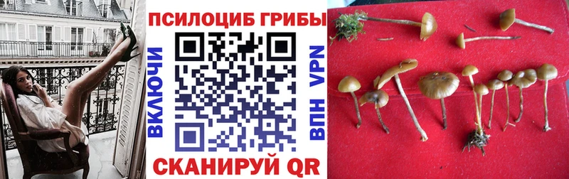 где купить наркоту  Северобайкальск  Галлюциногенные грибы мицелий 